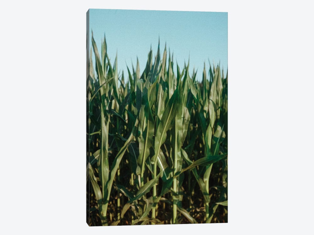 Analog Series - Corn Fields by Sebastian Hilgetag 1-piece Canvas Art