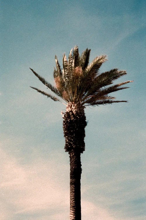 Analog Series - Palm by Sebastian Hilgetag wall art