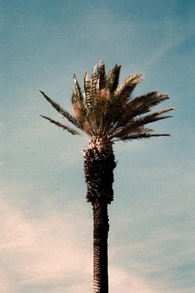 Sebastian Hilgetag: Analog Series - Palm by Sebastian Hilgetag