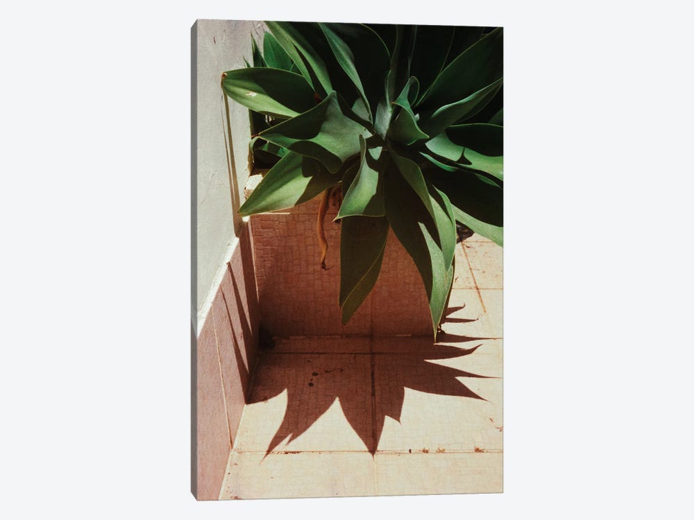 Analog Series - Plant By The Pool by Sebastian Hilgetag 1-piece Canvas Art
