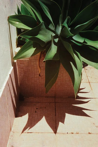 Sebastian Hilgetag: Analog Series - Plant By The Pool by Sebastian Hilgetag