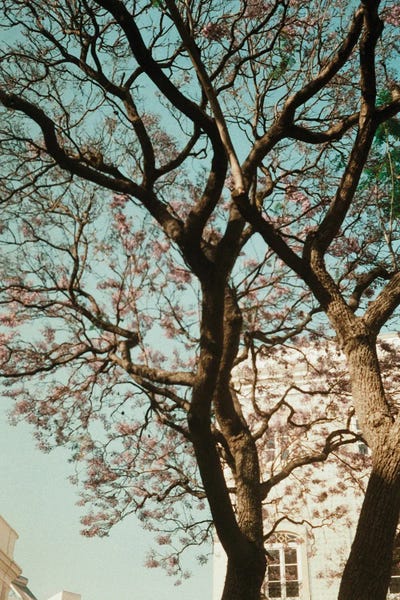 Analog Series - The Tree In The City by Sebastian Hilgetag canvas print