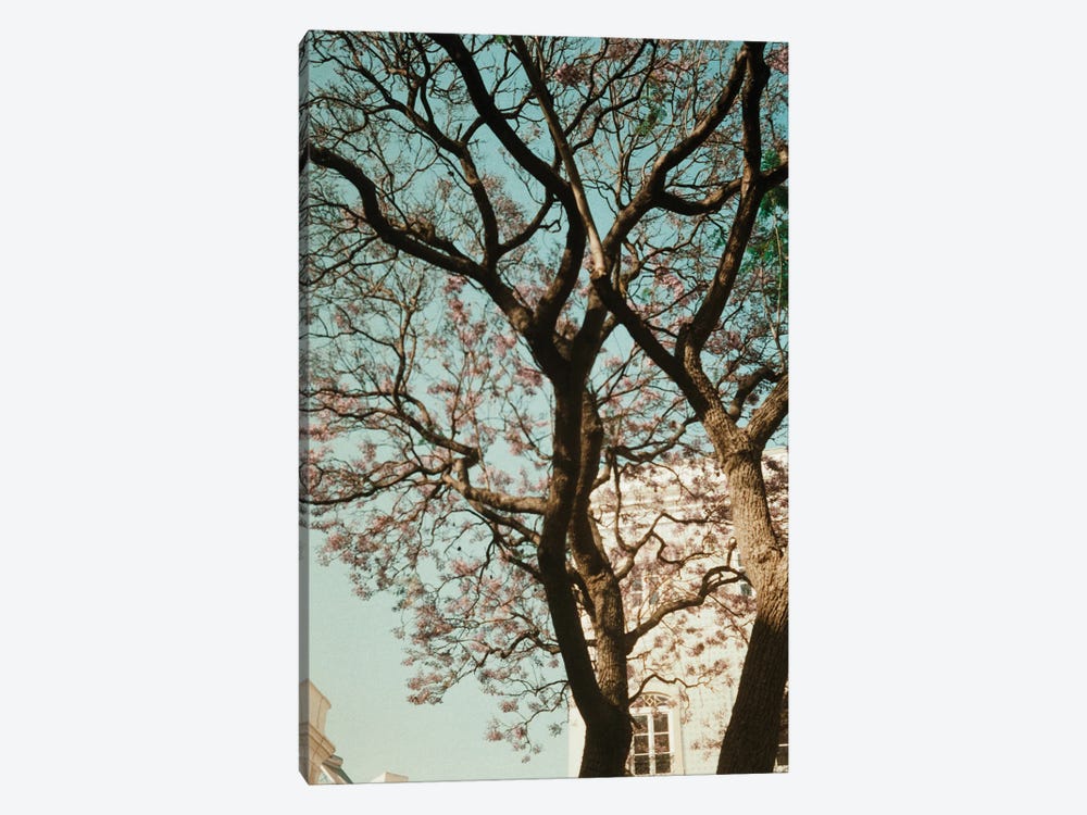 Analog Series - The Tree In The City by Sebastian Hilgetag 1-piece Canvas Art Print