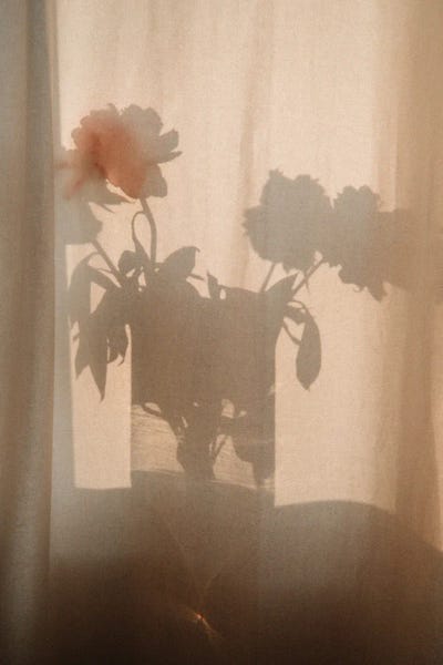 Flower Shadow I by Sebastian Hilgetag multi panel art