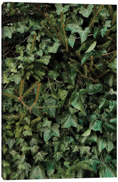 Climbing Plant Canvas Art Print - Monochromatic Photography