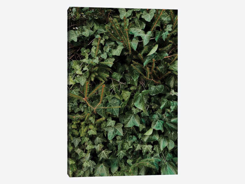 Climbing Plant by Sebastian Hilgetag 1-piece Canvas Art Print