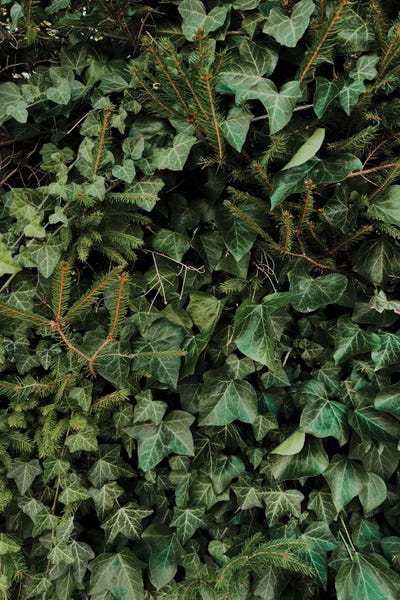 Monochromatic Photography: Climbing Plant by Sebastian Hilgetag