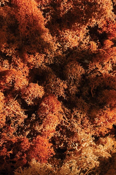 Monochromatic Photography: Red And Yellow Plant by Sebastian Hilgetag