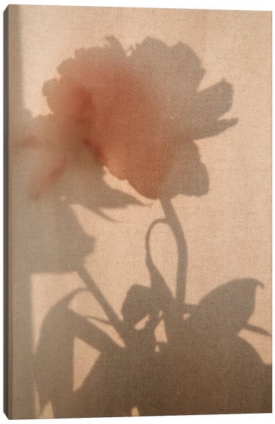 Flower Shadow II Canvas Art Print - Sebastian Hilgetag