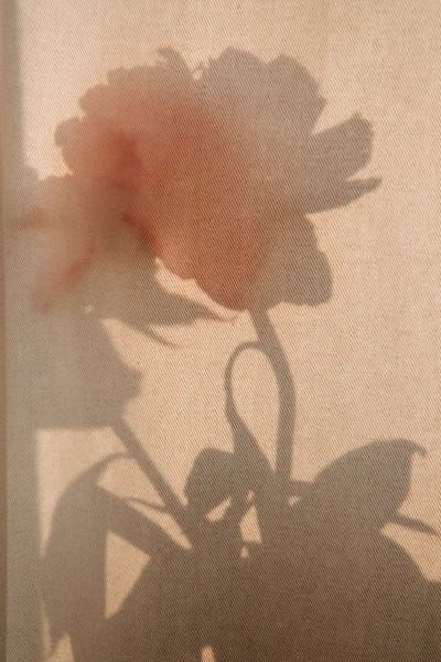 Sebastian Hilgetag: Flower Shadow II by Sebastian Hilgetag