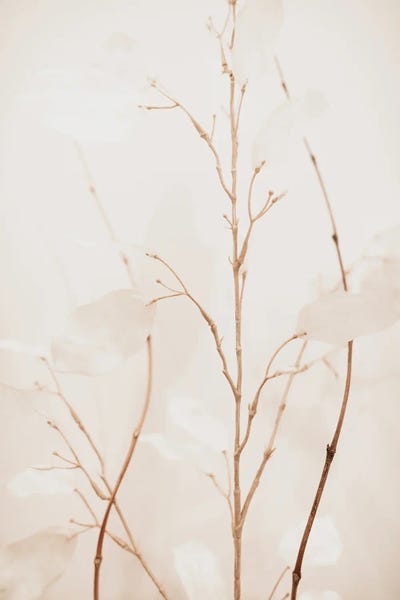 Sebastian Hilgetag: Flowers II by Sebastian Hilgetag