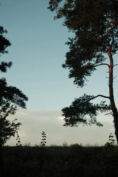 Tree Silhouettes