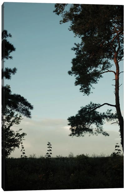 Tree Silhouettes Canvas Art Print - Sebastian Hilgetag