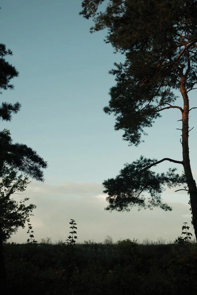 Sebastian Hilgetag: Tree Silhouettes by Sebastian Hilgetag