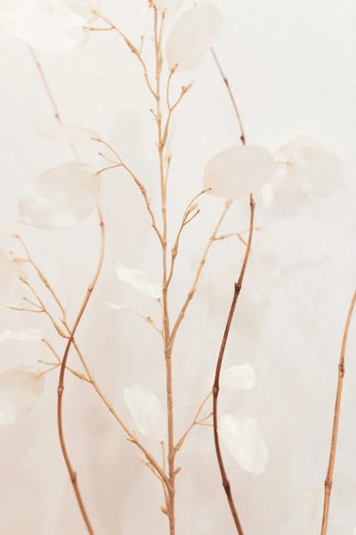 Sebastian Hilgetag: Flowers by Sebastian Hilgetag