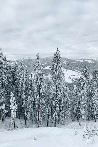 Sebastian Hilgetag: Forest In The Alps by Sebastian Hilgetag