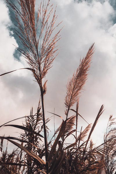 Natural Elements: Grass II by Sebastian Hilgetag