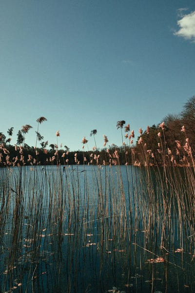 Grass In A Lake by Sebastian Hilgetag metal wall art