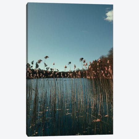 Grass In A Lake Canvas Print #HGT41} by Sebastian Hilgetag Art Print
