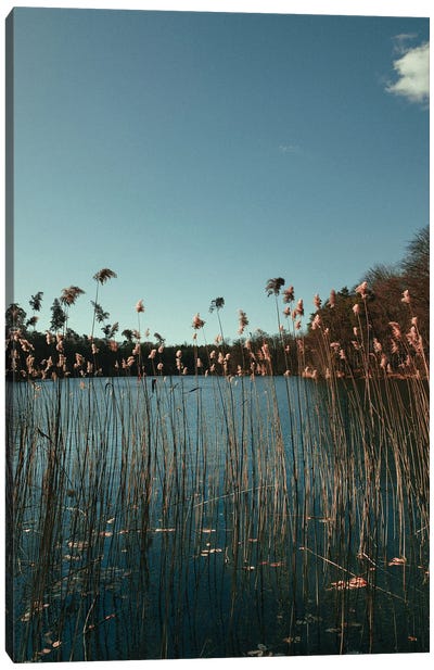 Grass In A Lake Canvas Art Print - Sebastian Hilgetag