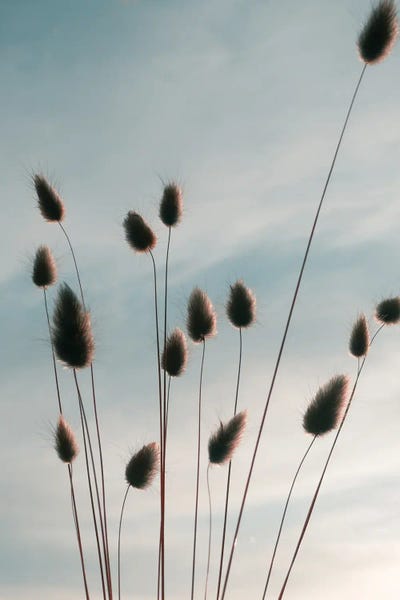 Grasses: Airy Fluff by Sebastian Hilgetag