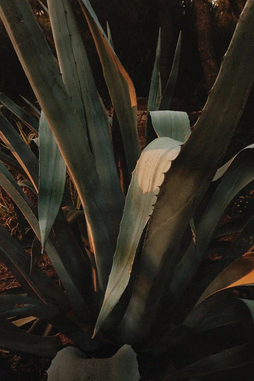 Aloe Vera In Croatia