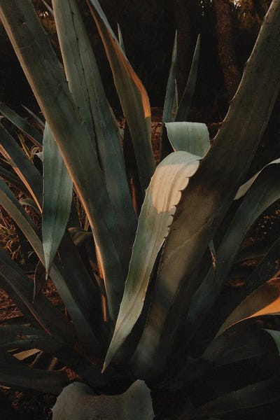 Sebastian Hilgetag: Aloe Vera In Croatia by Sebastian Hilgetag