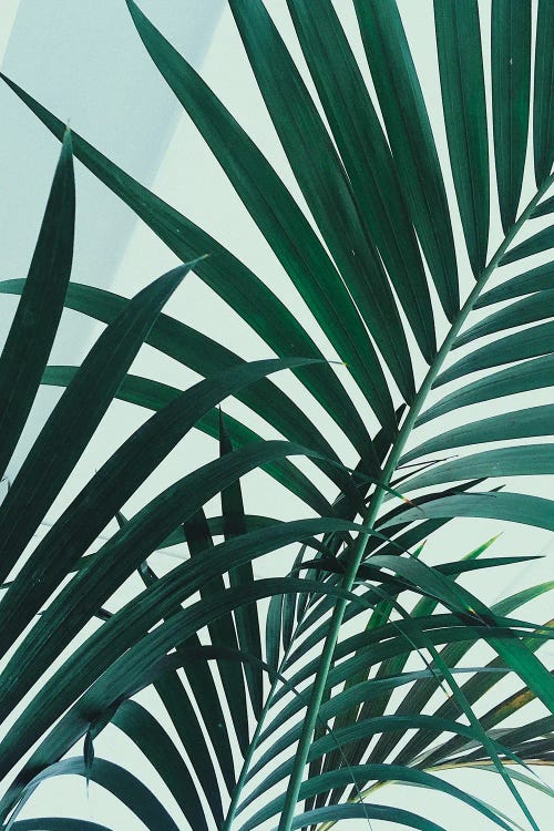 Palm Leaves