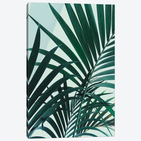 Palm Leaves Canvas Print #HGT73} by Sebastian Hilgetag Canvas Artwork