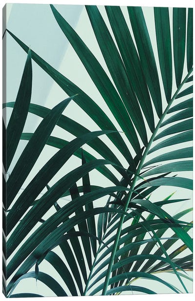Palm Leaves Canvas Art Print - Sebastian Hilgetag