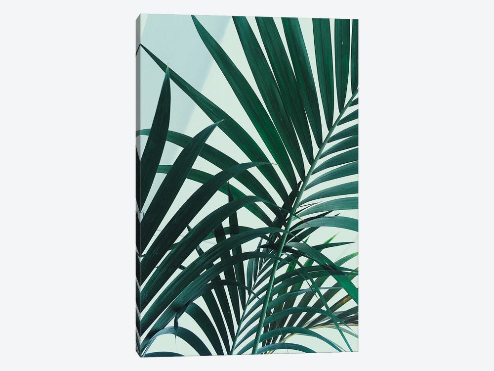 Palm Leaves by Sebastian Hilgetag 1-piece Canvas Wall Art