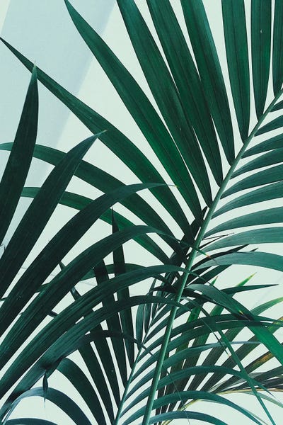 Sebastian Hilgetag: Palm Leaves by Sebastian Hilgetag