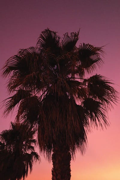 Fine Art Print: Palms At Sundown by Sebastian Hilgetag