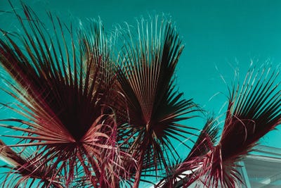 Palms  IV by Sebastian Hilgetag canvas print