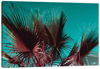 Palms  IV Canvas Art Print - Sebastian Hilgetag