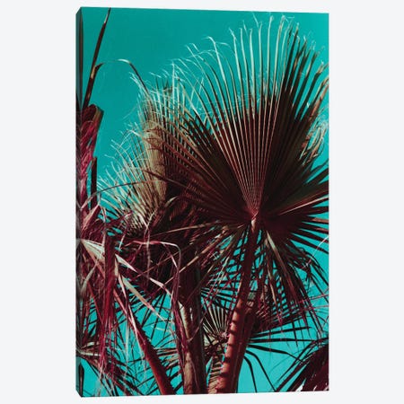 Palms V Canvas Print #HGT76} by Sebastian Hilgetag Canvas Print