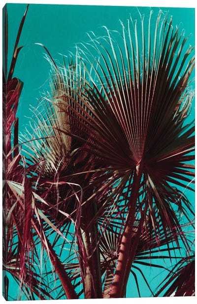 Palms V Canvas Art Print - Sebastian Hilgetag