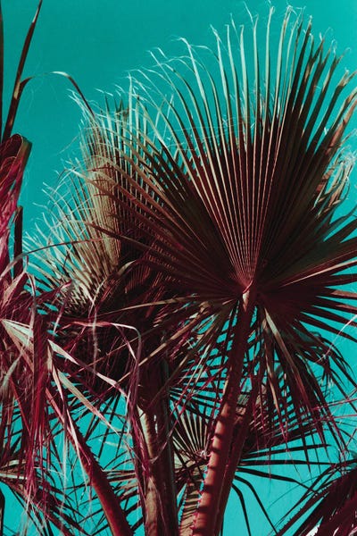 Tropical Living Room: Palms V by Sebastian Hilgetag