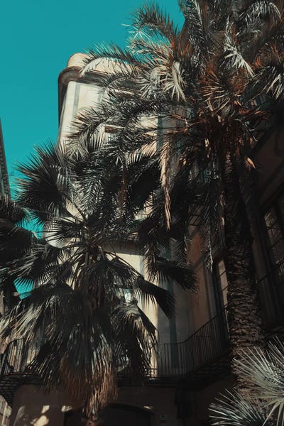 Palms XII by Sebastian Hilgetag canvas print