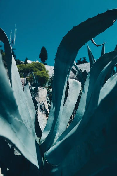 Monochromatic Photography: Aloe Vera Leaf by Sebastian Hilgetag