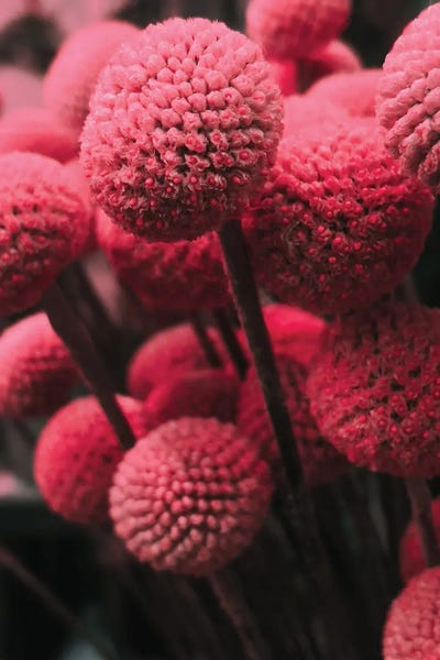 Pink Bommels by Sebastian Hilgetag canvas print