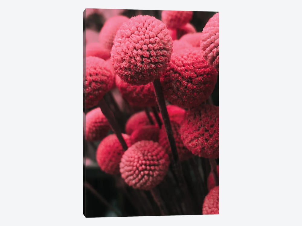 Pink Bommels by Sebastian Hilgetag 1-piece Canvas Wall Art
