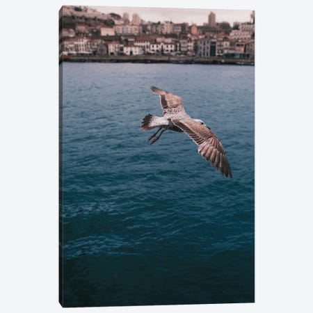 Seagull In Porto Canvas Print #HGT94} by Sebastian Hilgetag Canvas Art Print