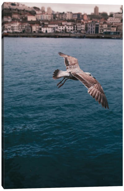 Seagull In Porto Canvas Art Print - Action Shot Photography