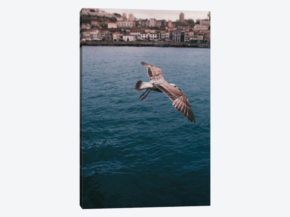 Seagull In Porto by Sebastian Hilgetag 1-piece Art Print