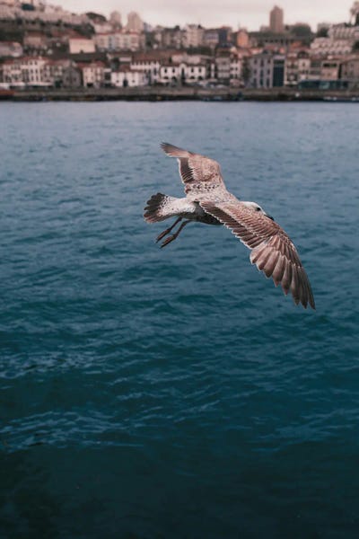 Porto: Seagull In Porto by Sebastian Hilgetag