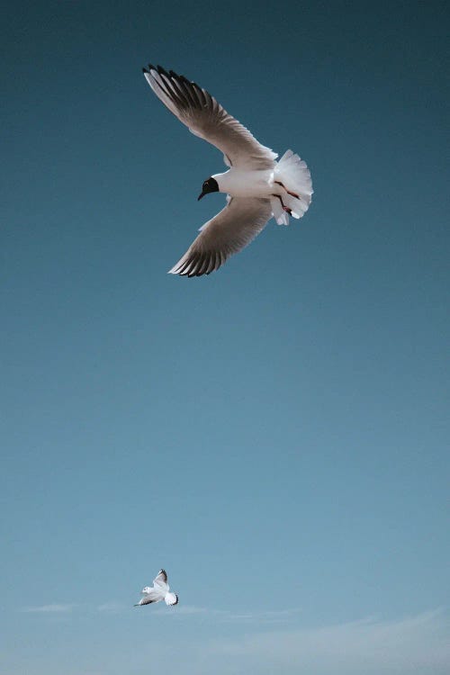 Seagulls I