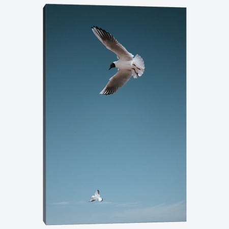 Seagulls I Canvas Print #HGT95} by Sebastian Hilgetag Art Print