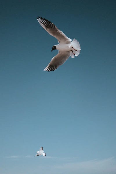 Sebastian Hilgetag: Seagulls I by Sebastian Hilgetag