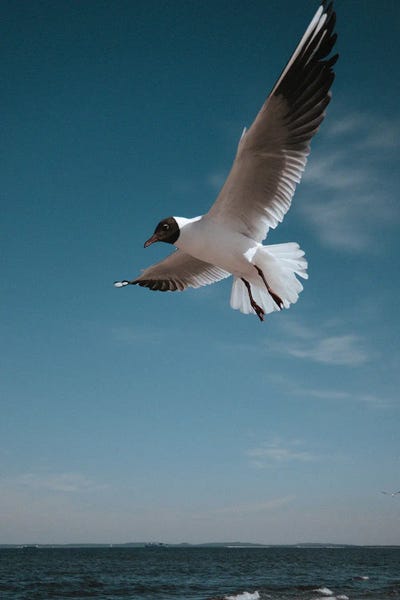 Action Shots: Seagulls IX by Sebastian Hilgetag
